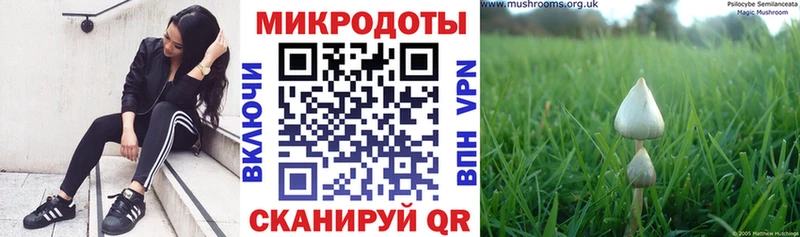 Псилоцибиновые грибы Cubensis  Славянск-на-Кубани 